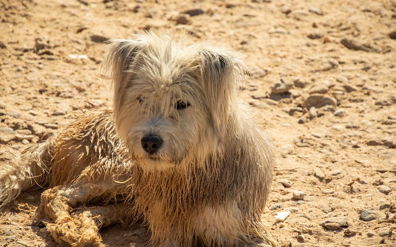 Perro de pelaje largo, sucio y apelmazado, tal como llega a la peluquería.
