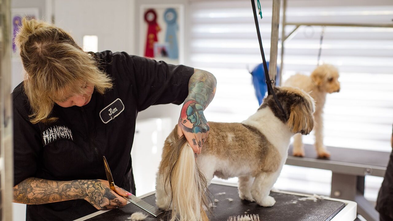 Groomer trabajando el pelaje de un perro pequeño en un salón de peluquería canina.