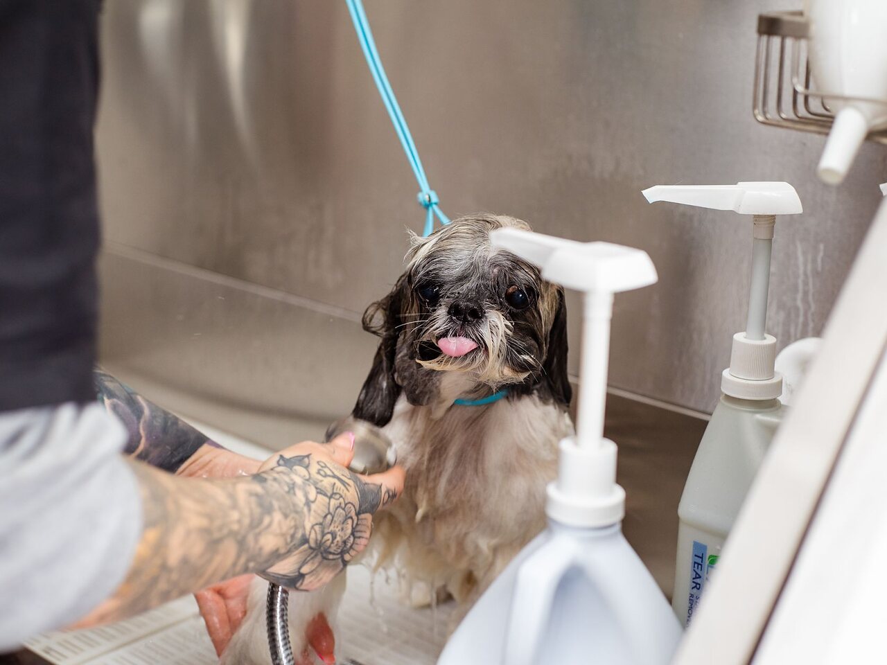 Groomer bañando a un perro pequeño en la estación de lavado, sujetándolo con cuidado.