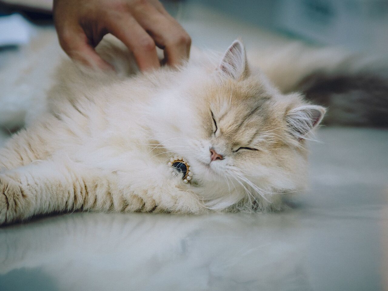 Gato persa de pelaje crema y largo, limpio y peinado, descansando tras su sesión.