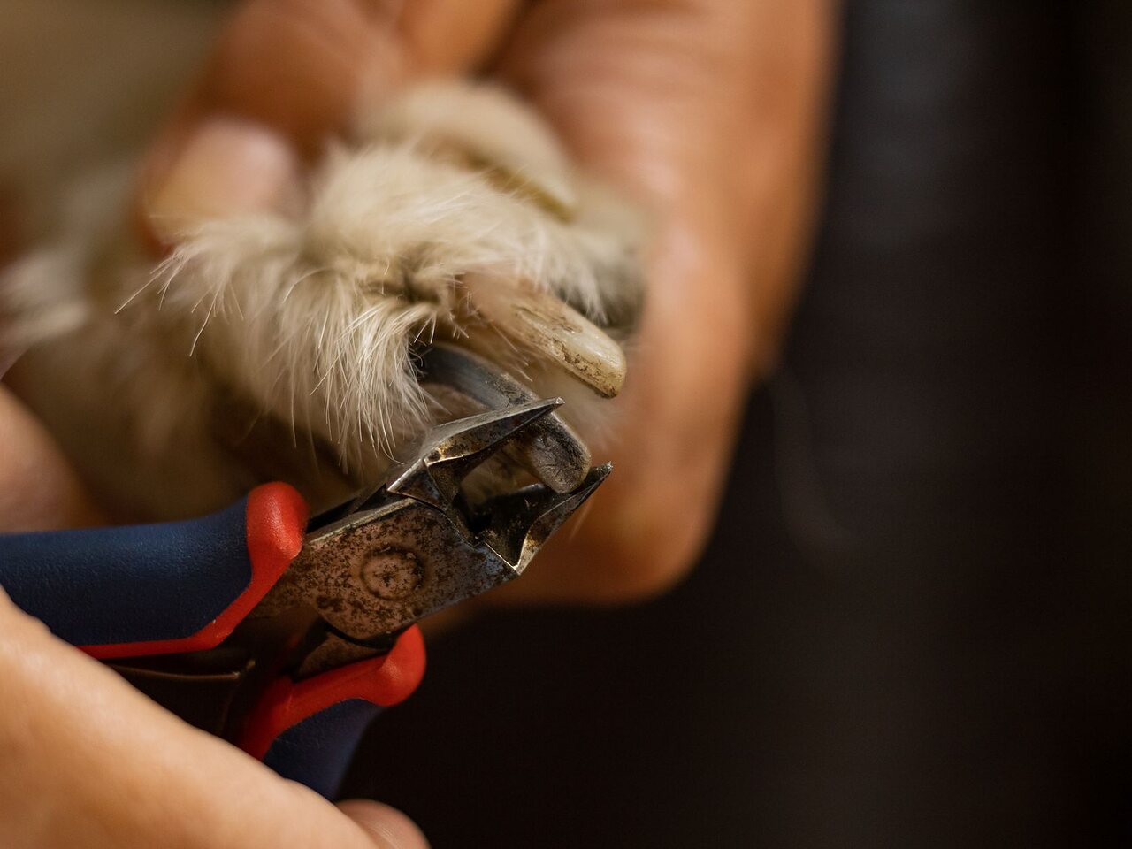 Primer plano del corte de uñas de un perro con un alicate especializado.