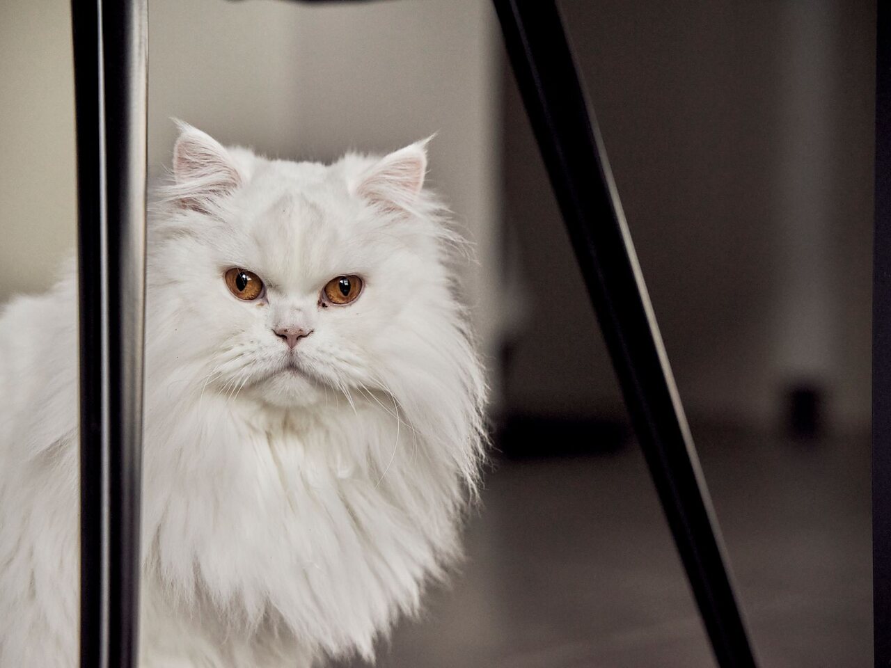 Gato persa blanco de pelo largo, con el manto voluminoso y sin nudos.