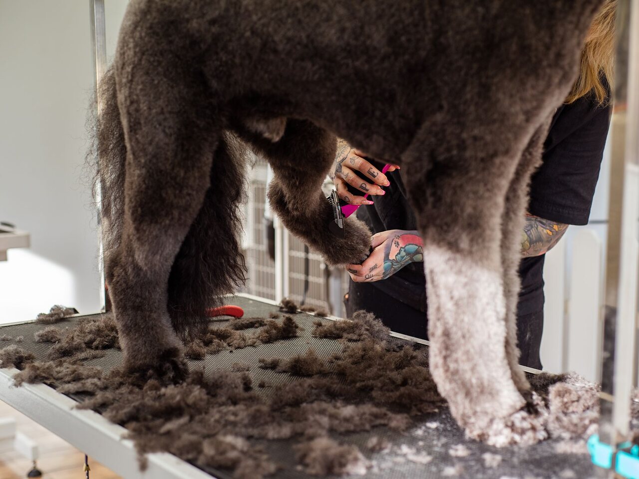 Groomer trabajando con máquina el pelaje de un poodle sobre la mesa de trabajo.