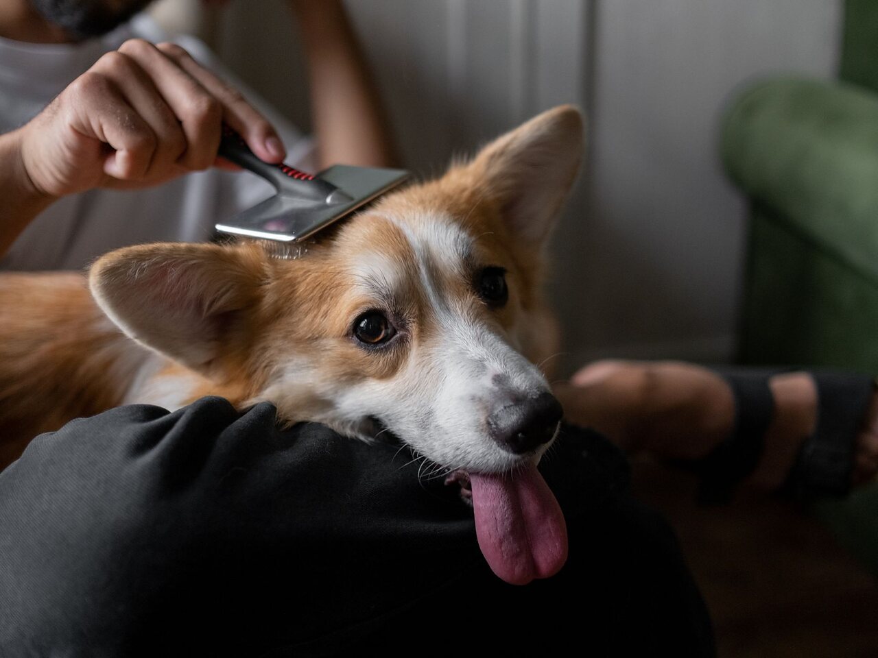 Corgi siendo cepillado en casa, con la cara relajada.