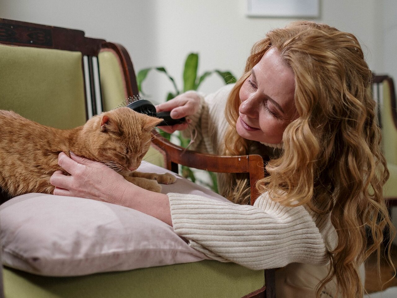 Mujer cepillando a un gato naranja recostado en un sillón.