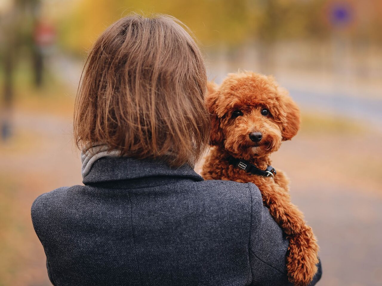 Mujer con un poodle en brazos en un parque en otoño.