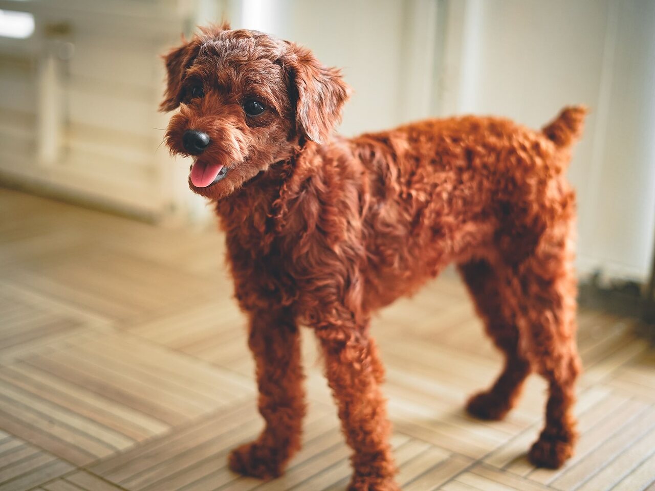 Poodle de pelaje rojizo recién peluqueado, de pie sobre el piso de madera.