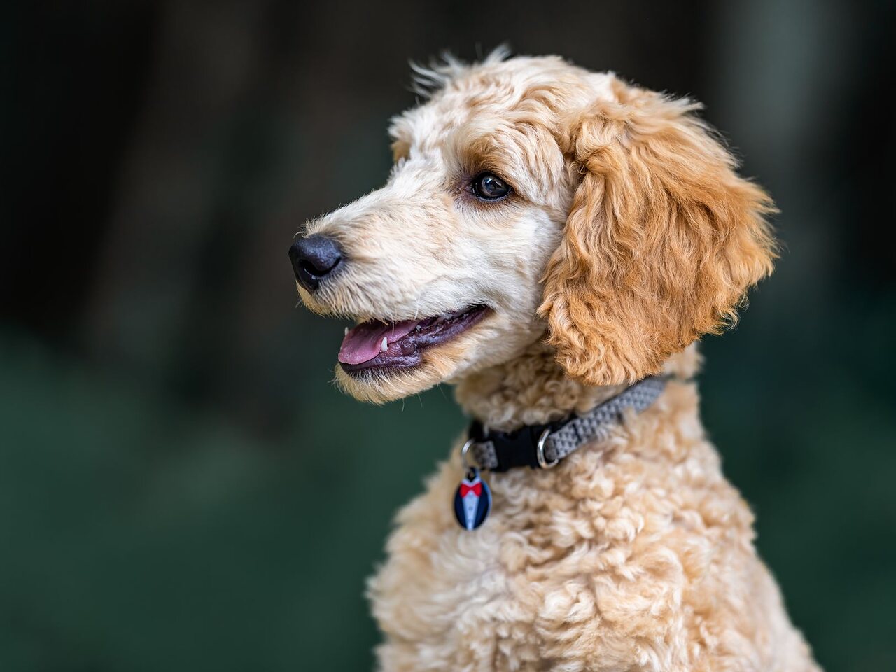 Retrato de un poodle de pelaje claro recién peluqueado.