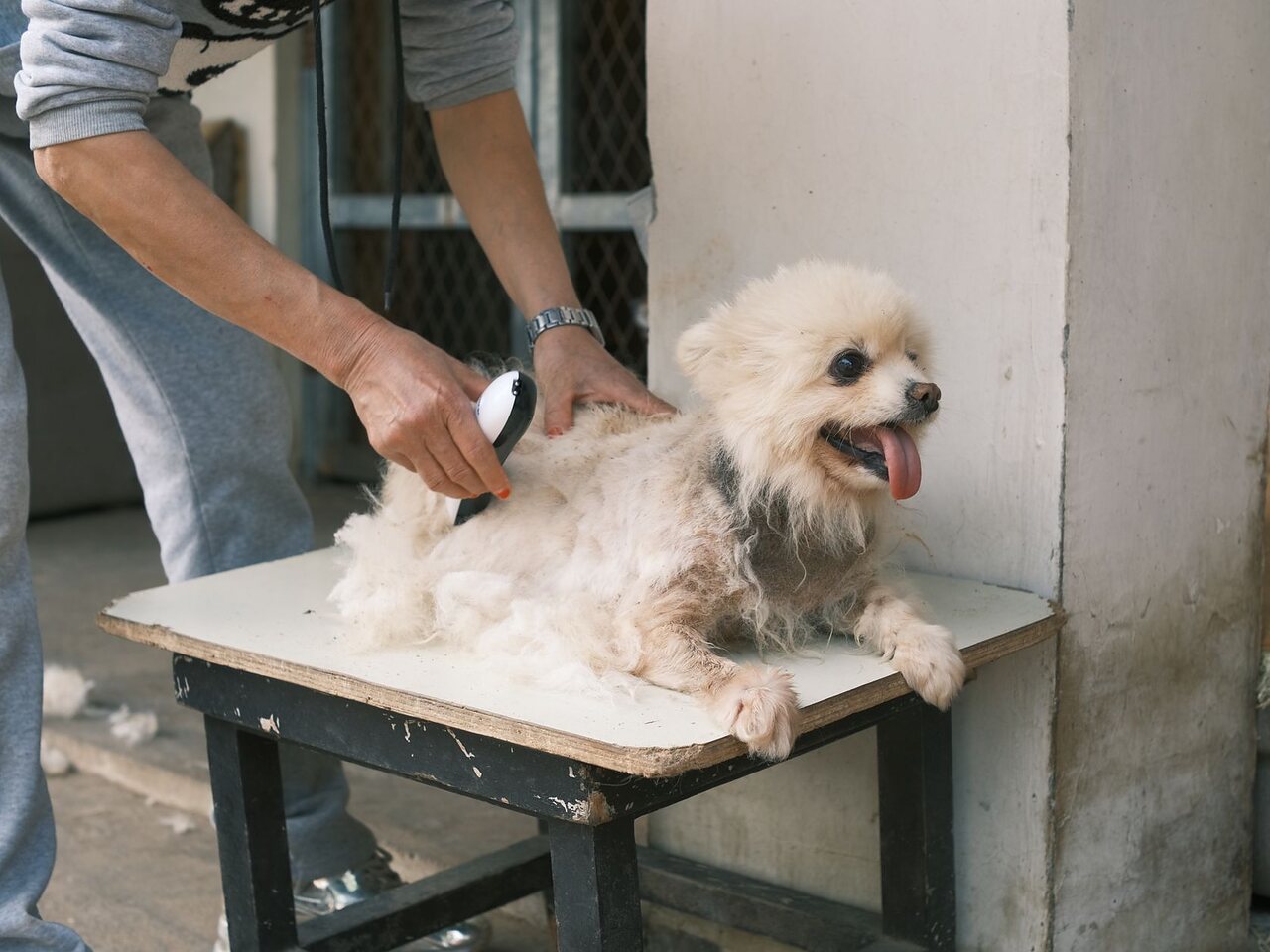 Persona cepillando a un perro blanco pequeño sobre una mesa de peluquería.