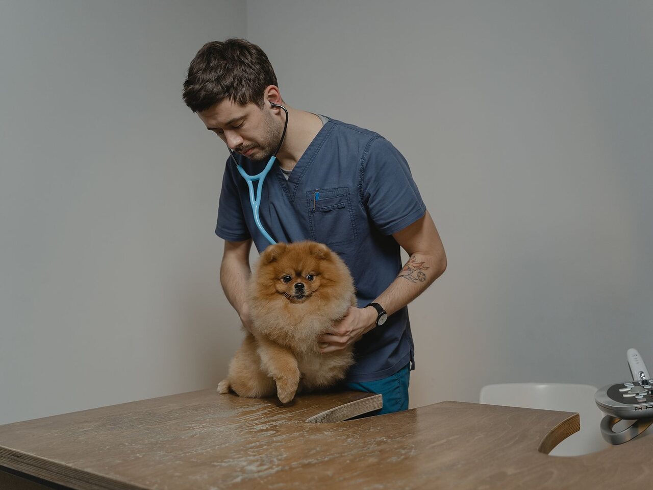 Médico veterinario auscultando con estetoscopio a un pomerania sobre la mesa de consulta.