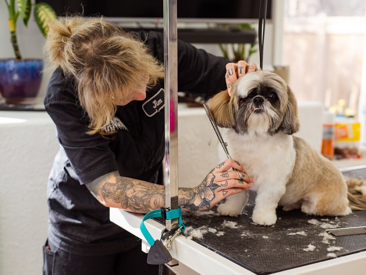 Groomer trabajando con tijera la cara de un shih tzu sobre la mesa.