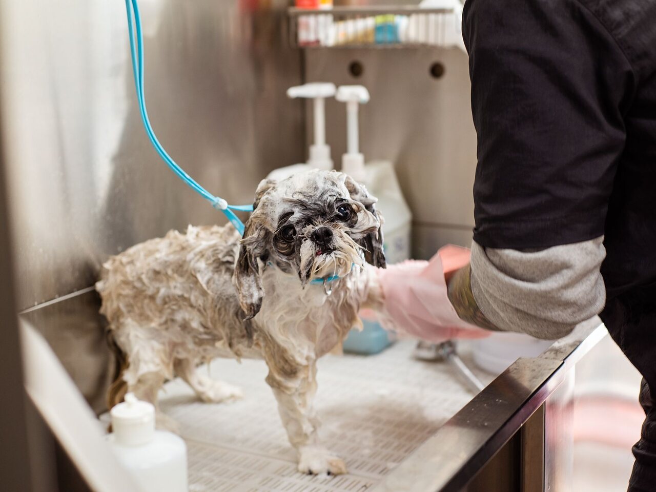 Perro pequeño enjabonado en la tina de la peluquería, mientras el groomer lo baña.
