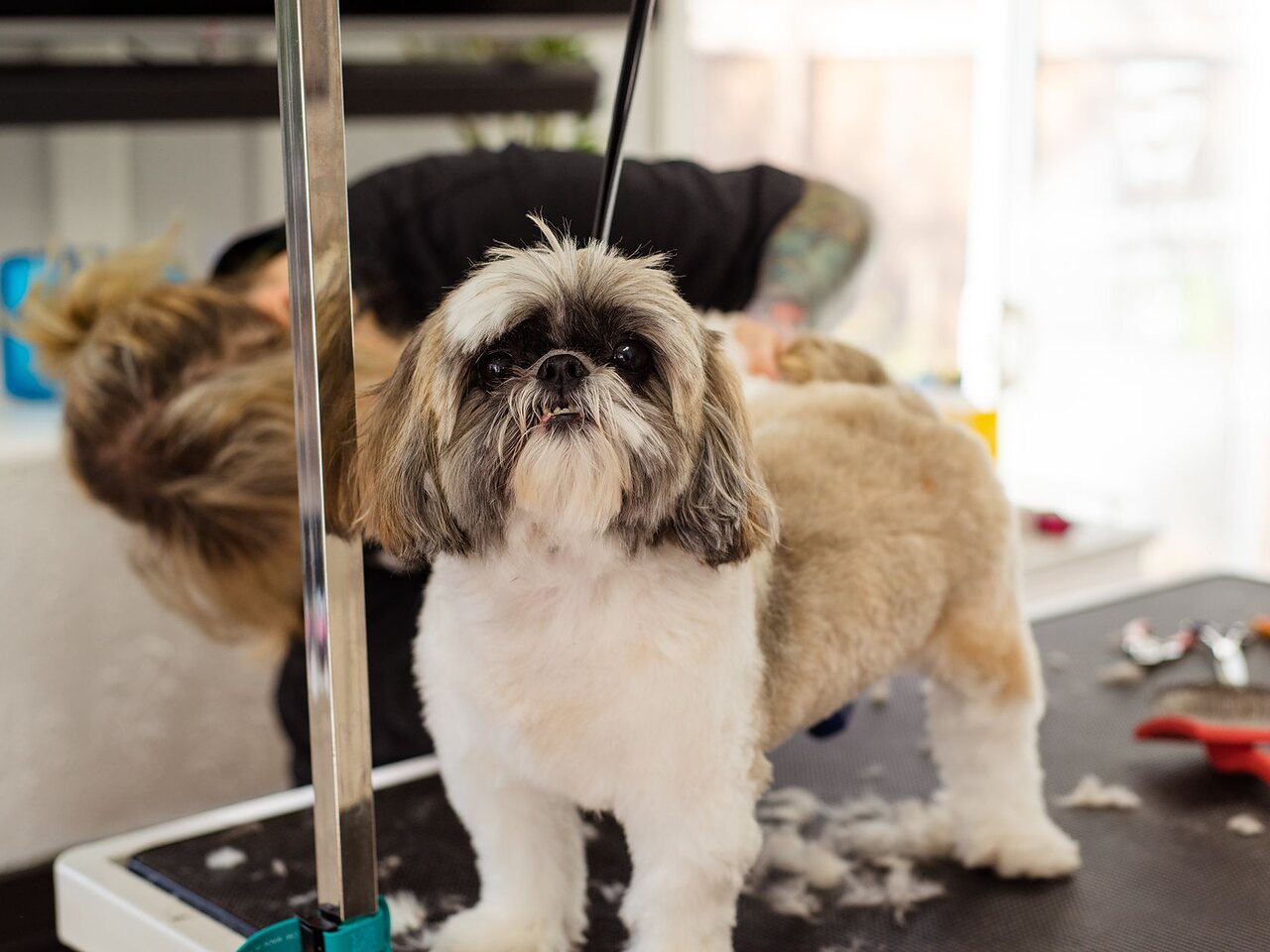 Shih tzu recién peluqueado, de pie sobre la mesa de trabajo, listo para que lo retiren.